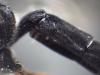 Coelichneumon rudis